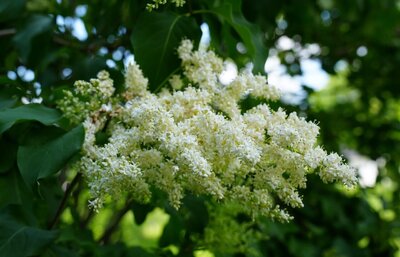 Japanese Tree Lilac syringa reticulata white heirloom lilac at North Country Lilacs nursery in Canton, New York