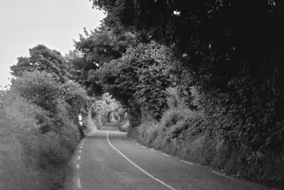 film photo of tree branches framing a rural scene at dusk in Clare, Ireland