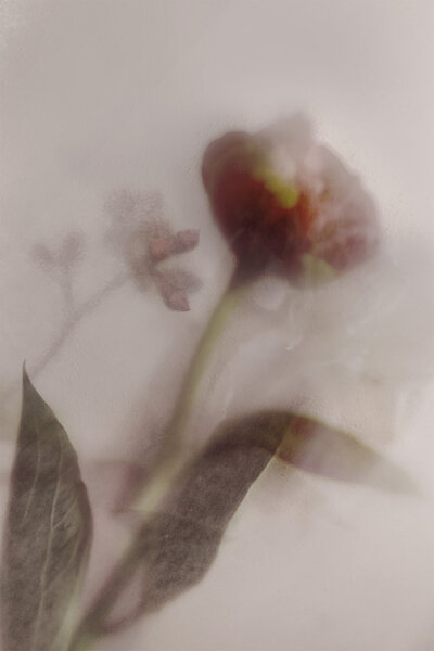 Abstract floral image representing the brand of Perennial Content.