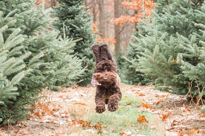 Australian Labradoodle running in Christmas Tree Farm