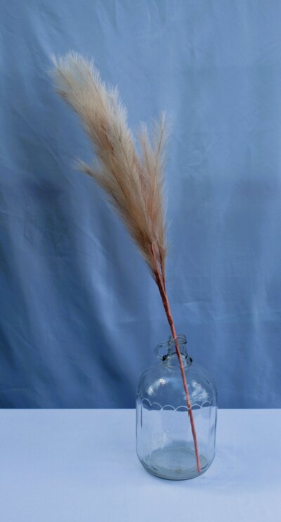 pampas grass rental yorkton saskatchewan