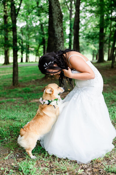 Bride leaning down to give her corgi dog a kiss, dog is wearing a flower collar