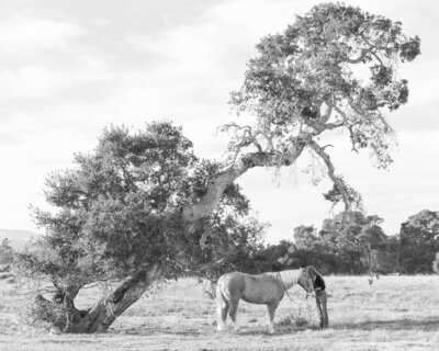 Salinas equine photography with rider in the field under an oak tree with her quarter horse