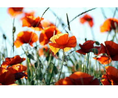 Red/orange poppy flowers