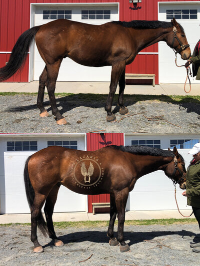 Comparison of right side of horse before and after bodywork