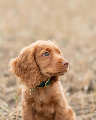 chloe-winstanley-about-golden-spaniel-puppy-portrait