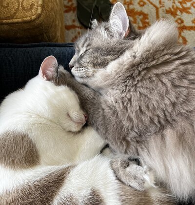 Heather Ebert's two kitties, Mr. Darcy and Lizzy Bennett, snuggle on a blue sofa. Mr. Darcy is a fluffy nontraditional Ragdoll, and Lizzy is a domestic shorthair who looks like a Snowshoe.