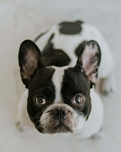 Cute Frenchie