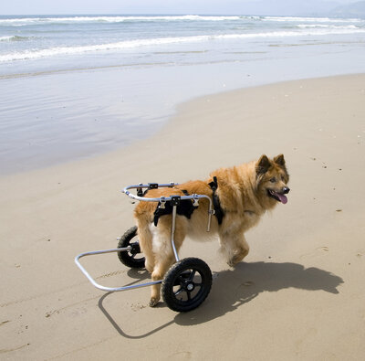 Services_Specialty_Dog in Cart