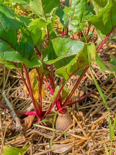 Beets in ground