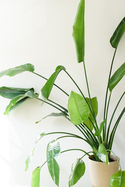 BirdofParadise
