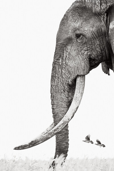 Colossal-Shadows-Super-Tuskers-of-East-Africa-Drew-Doggett-Unlikely-Companions