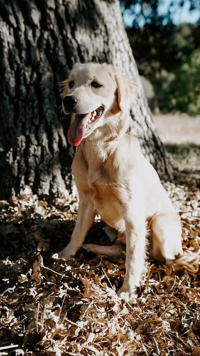 Mini Retriever playing outside at Little Retriever Ranch in Central California Coast