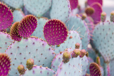 Arizona desert colorful cactus