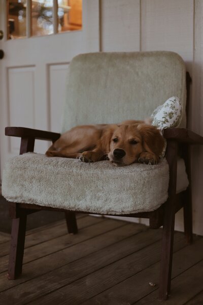 amy-humphries-rtDYprQYTrM-unsplash
