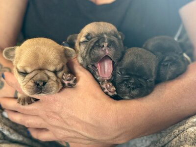 LMN Bulldogs Frenchie puppies ready for a loving home in Canada