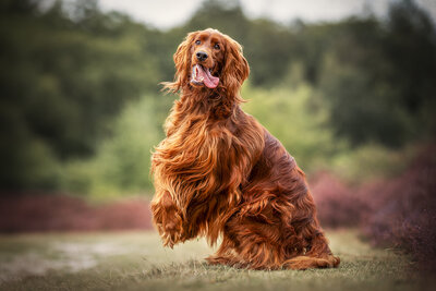 Hondenfotografie in bos