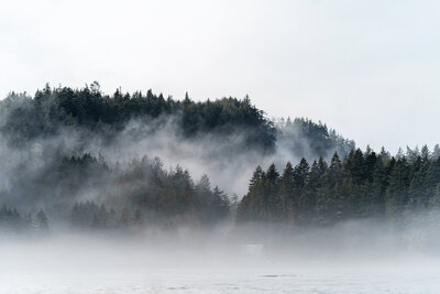 Mist and fog looms in the trees of a forest along the Strait of Juan de Fuca