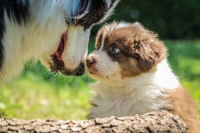 Puppy meets adult dog