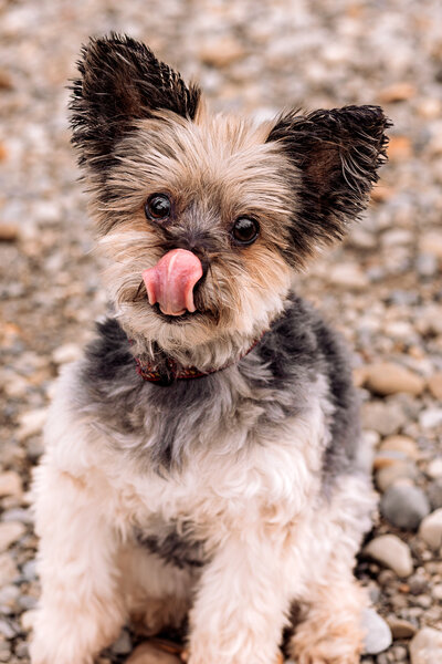 A yorkie mix licks its nose while looking at the camera