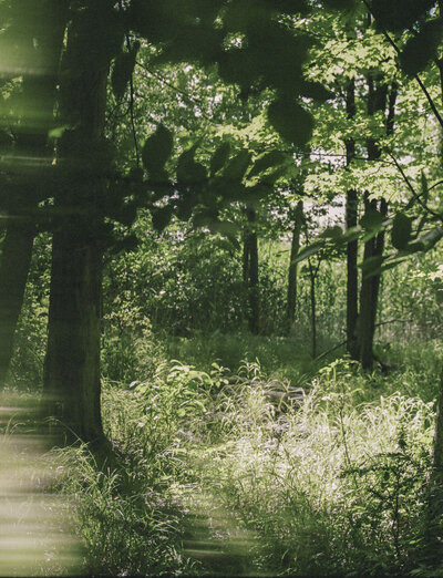 film photography in forest, abundant green, obscured abstract details, sunlit grass, scent photography for Detroit Rose candles