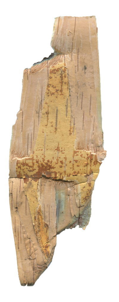 Birch tree bark