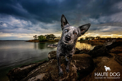 Australian Cattle Dog with brown and blue eyes poses on a rock under stormy skies at Grapevine Lake.
