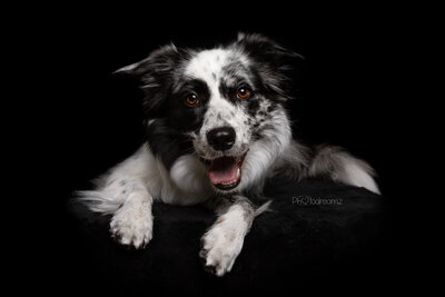 Honden fotoshoot in fotostudio in Zuid-Limburg