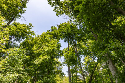 126 Pine Point woods