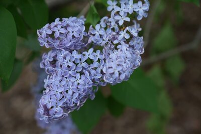 President Lincoln syringa vulgaris blue lilac violet heirloom lilac on North Country Lilacs farm in Canton, New York