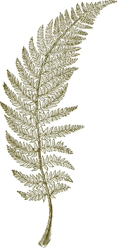 fern illustration