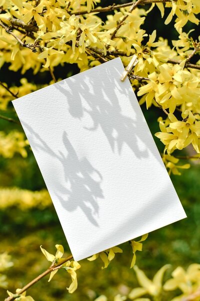 Sheet of white paper clipped to yellow blooming forsythia branches