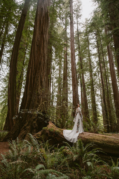 Bride on redwood log in Redwood National Park