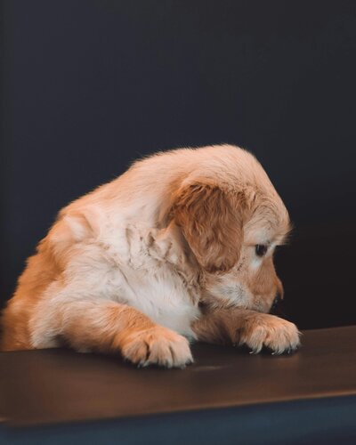 miniature golden retriever at Little Retriever Ranch in California