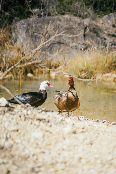 Ducks by a creek