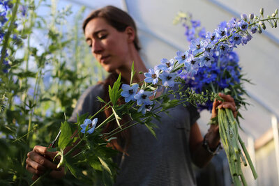 Delphinium has a long growing season on California's Central Coast, giving height and drama to event floral arrangements year round.