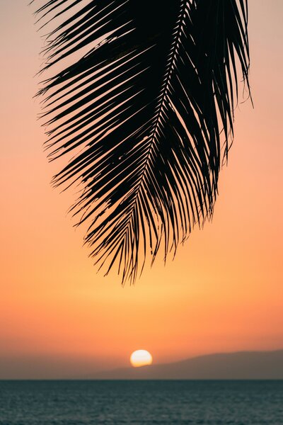 palm leaf at sunset