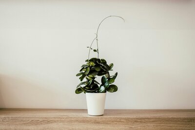 Succulent plant on wooden table with white background.