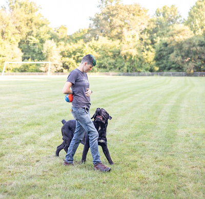 Dog trainer maintains eye contact with Cane Corso with treat behind her back.