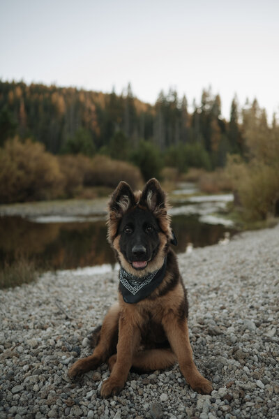 German Shepherd
