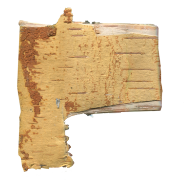 Birch tree bark