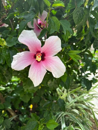 caribbean-pink-flower