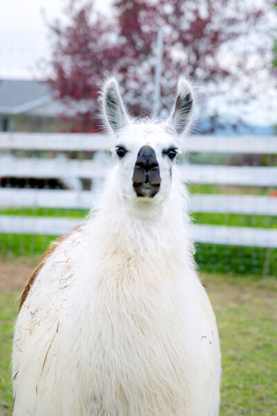 Alpaca and Llama Experience located in the Blue Mountains