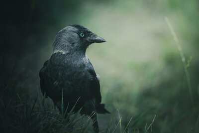 Raven in grass