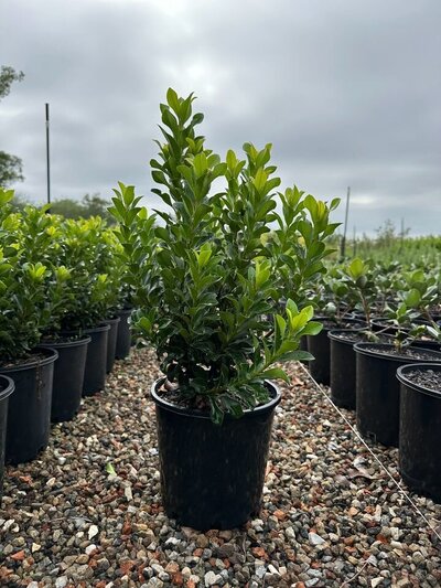 INDIAN HAWTHORN Rhaphiolepis 'Snow Maiden'