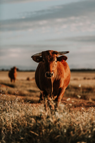 cow in a field