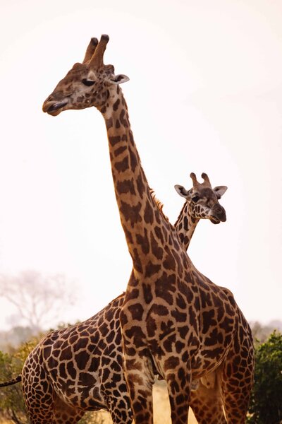 Giraffes seen in Africa during Gemstone Sourcing Trip