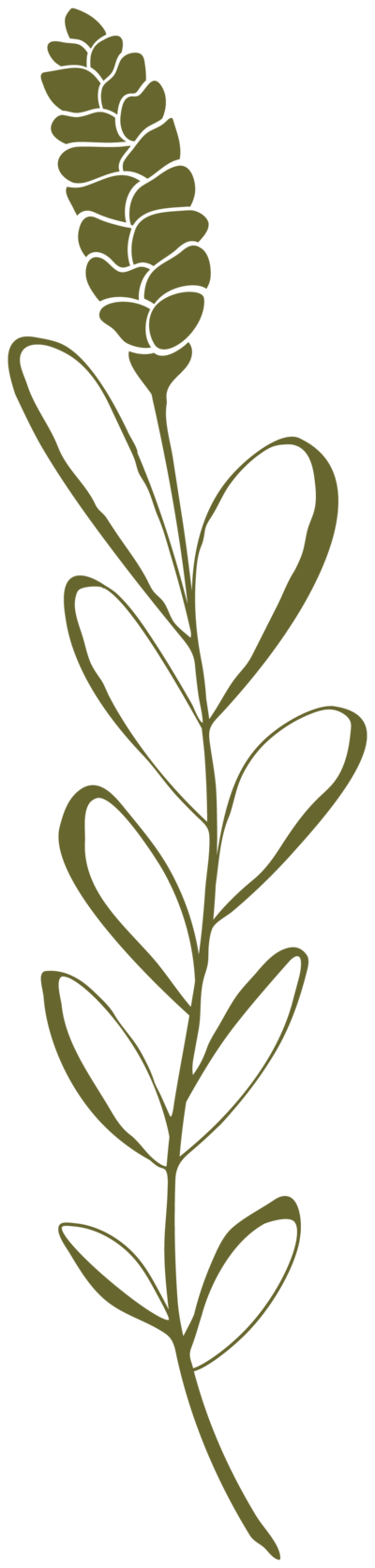 graphic design of a lavender herb with organic features