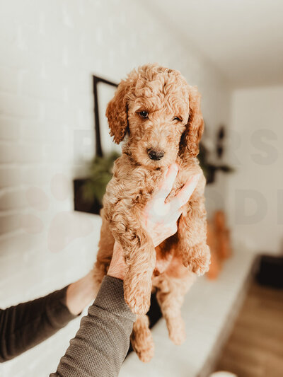 Red Apricot Moyen Poodle-5