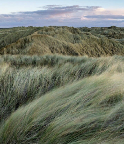 Dünen im Wind.
